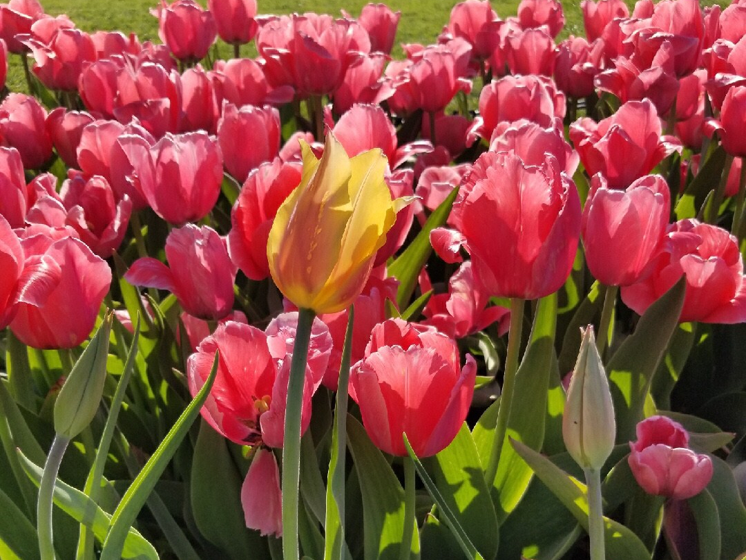 Tulip Festival