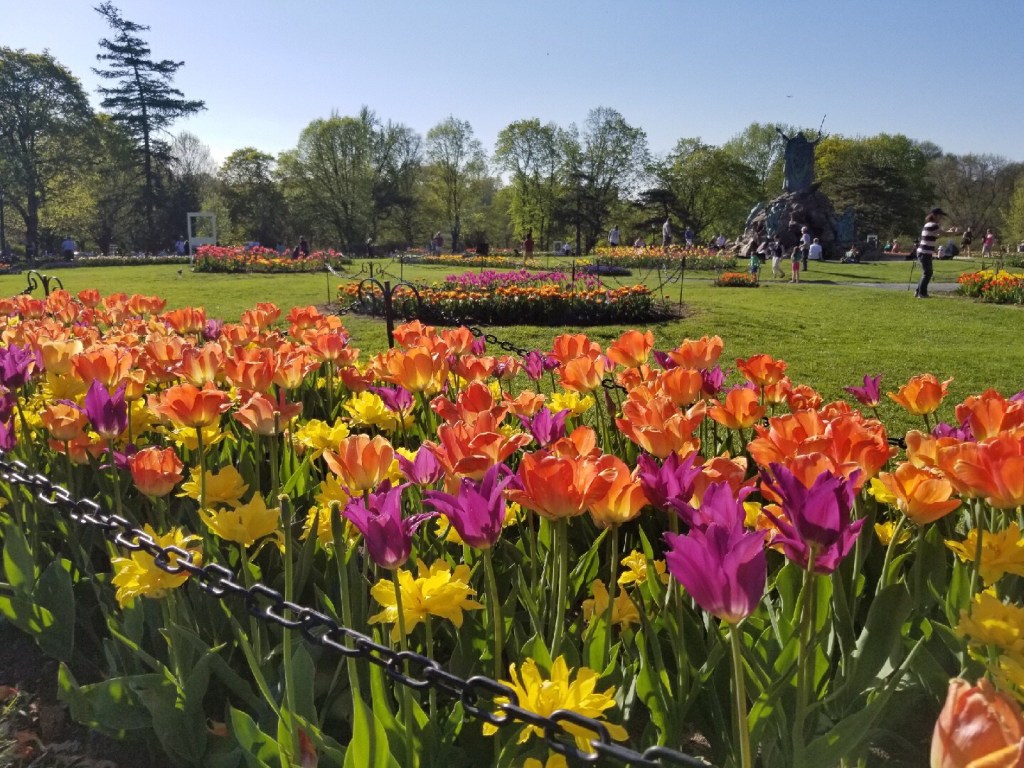 I ❤️ NY: Albany Tulip&nbsp;Festival