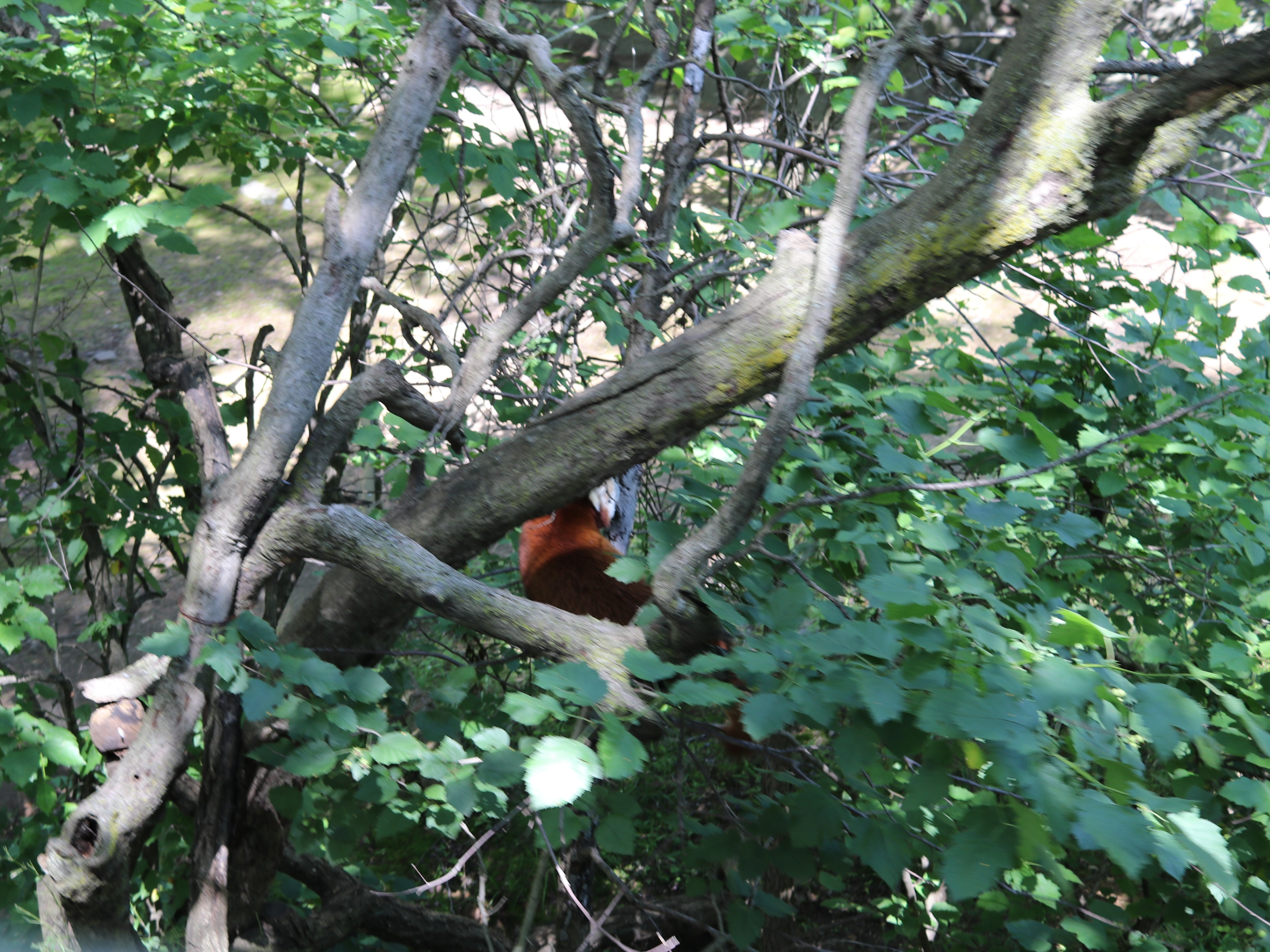 Red Panda at Bronx Zoo