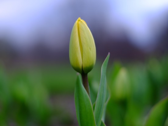 Tulip