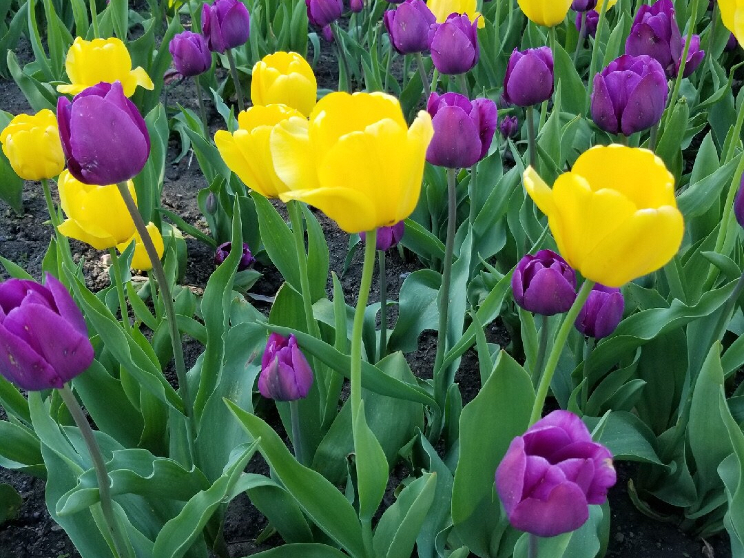 Tulip Festival