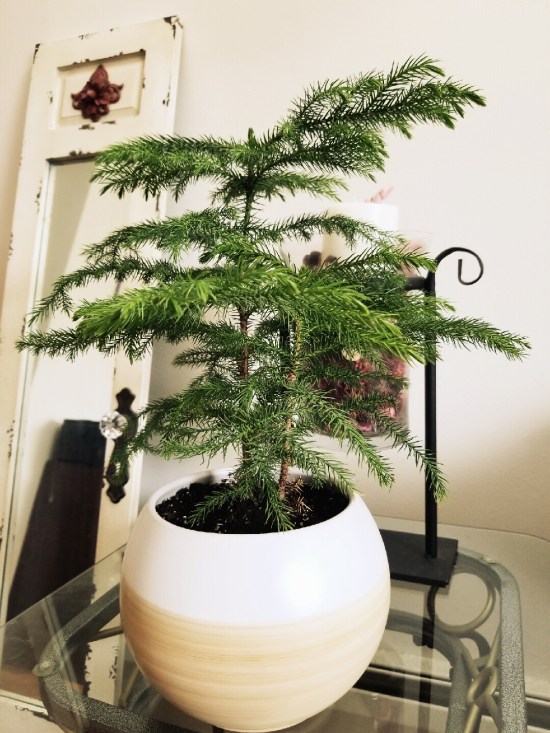 Norfolk Pine Tree