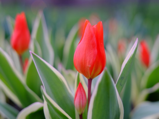 Tulip
