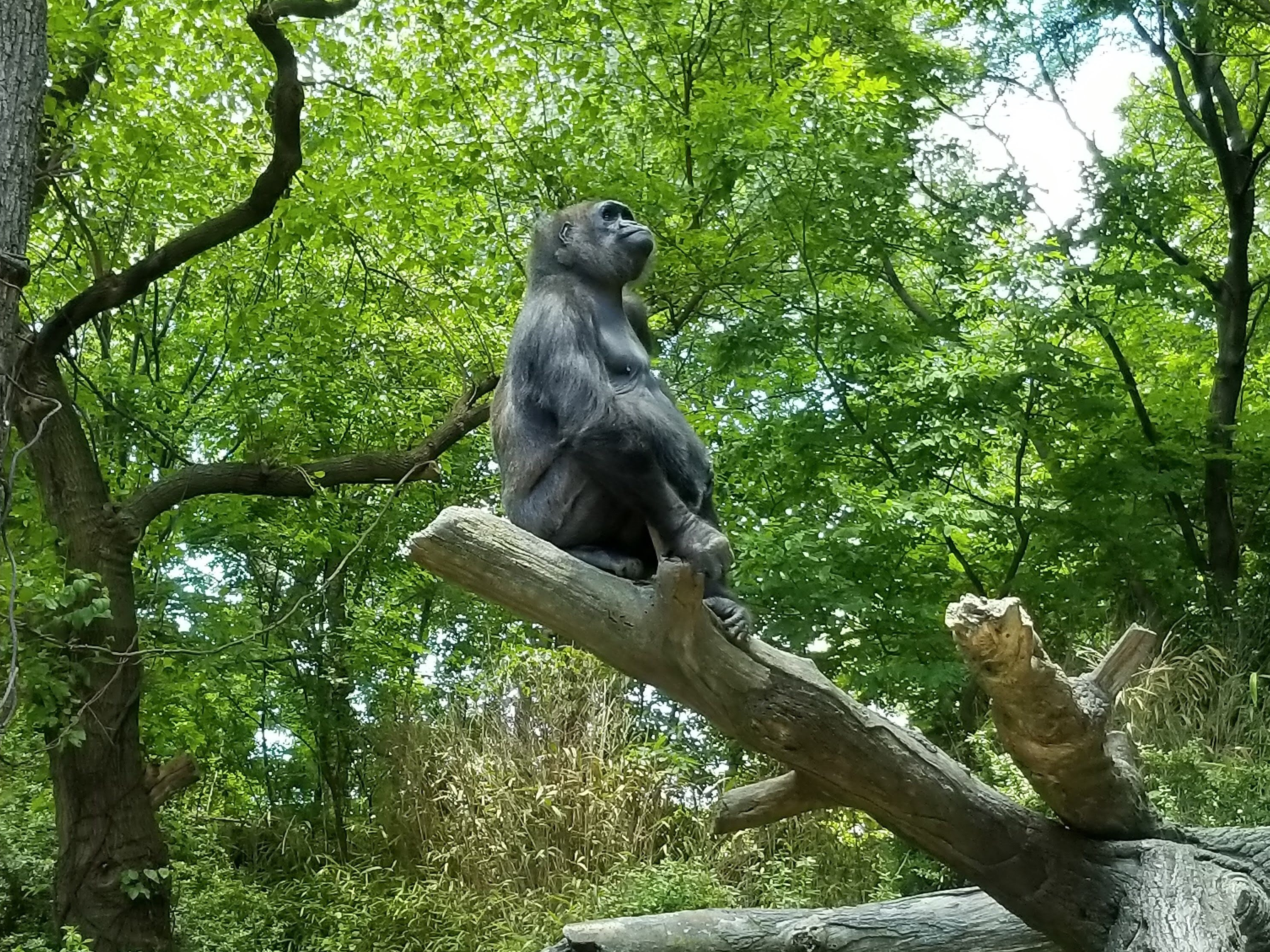 Congo Gorilla Forest Bronx Zoo